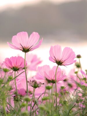 Taller: Aromas de Primavera