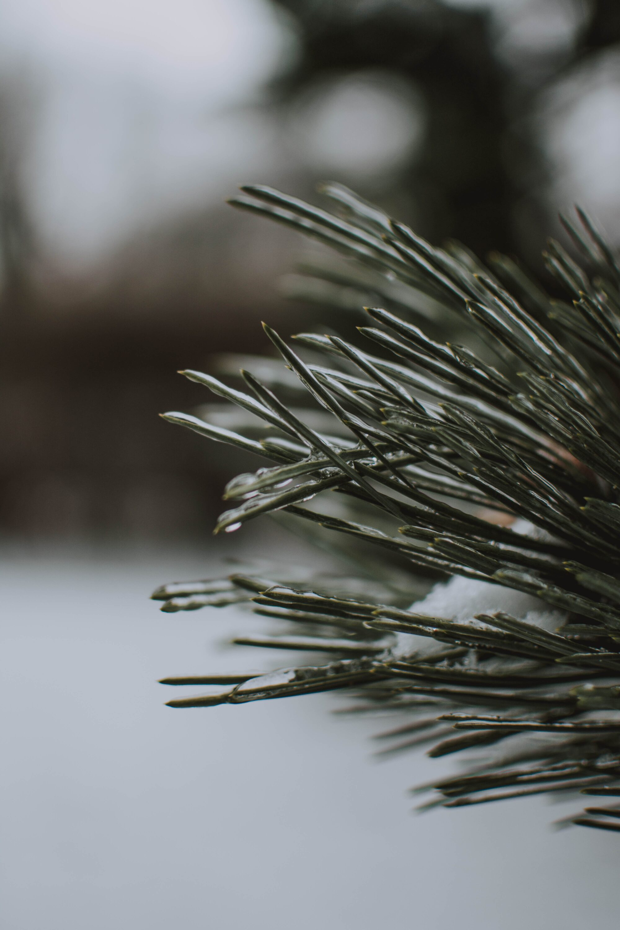 Vertical shot of a tree with snow with blurred background Taller: Aromas de Invierno